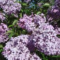 Syringa persica 'Baram' fleur